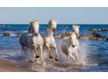 Fototapete Papermoon "Camargue-Pferde", Bunt, B:5M L:2,8M, Vlies, Tapeten