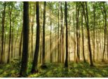 Fototapete Papermoon "Forest", Bunt, B:3,5M L:2,6M, Vlies, Tapeten