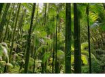Fototapete Papermoon "Tropischer WALD-BAUM Dschungel Sonne Weg Pflanze Farne", Bunt, B:5M L:2,8M, Vlies, Tapeten