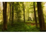 Fototapete Papermoon "Photo-Art Leif Londal, Der Kleine Baum", Bunt, B:5M L:2,8M, Vlies, Tapeten