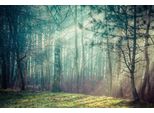 Fototapete Papermoon "Wald", Bunt, B:4M L:2,6M, Vlies, Tapeten