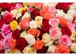Fototapete Papermoon "Roses", Bunt, B:5M L:2,8M, Vlies, Tapeten