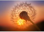 Fototapete Papermoon "Golden Sunset Dandelion", Bunt, B:3,5M L:2,6M, Vlies, Tapeten