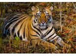 Fototapete Papermoon "Tiger", Bunt, B:5M L:2,8M, Vlies, Tapeten
