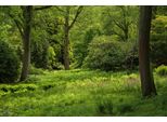 Fototapete Papermoon "Wald", Bunt, B:4,5M L:2,8M, Vlies, Tapeten