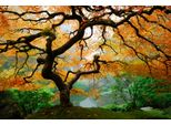 Fototapete Papermoon "Autumn Maple Tree", Bunt, B:3,5M L:2,6M, Vlies, Tapeten