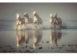 Fototapete Papermoon "Photo-Art Rostovskiy Anton, CAMARGUE-PFERDE", Bunt, B:5M L:2,8M, Vlies, Tapeten