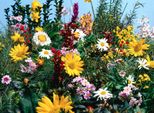 Fototapete papermoon "Blumenwiese", Bunt, B:4,5M L:2,8M, Vlies, Tapeten