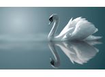 Fototapete Papermoon "Schwan Im Wasser", Bunt, B:3,5M L:2,6M, Vlies, Tapeten