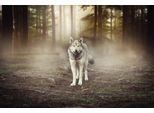 Fototapete Papermoon "Wolf Im Wald", Bunt, B:4,5M L:2,8M, Vlies, Tapeten