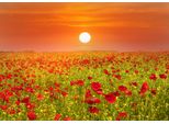 Fototapete Papermoon "Red Poppies Field", Bunt, B:4M L:2,6M, Vlies, Tapeten