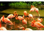 Fototapete Papermoon "Pink Flamingos", Bunt, B:3,5M L:2,6M, Vlies, Tapeten
