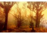 Fototapete papermoon "Wald", Bunt, B:4,5M L:2,8M, Vlies, Tapeten