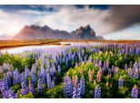 Fototapete Papermoon "Blumenwiese", Bunt, B:3,5M L:2,6M, Vlies, Tapeten