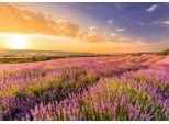 Fototapete Papermoon "Lavender Field", Bunt, B:3,5M L:2,6M, Vlies, Tapeten