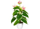 Kunstpflanze Otto Home "Haune", Rosa, B:16Cm H:40Cm, Kunststoff, Kunstpflanzen, Kunstpflanze, Im Topf