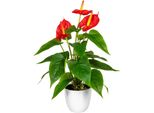 Kunstpflanze Otto Home "Haune", Rot, B:16Cm H:40Cm, Kunststoff, Kunstpflanzen, Kunstpflanze, Im Topf