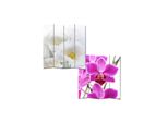 Foto-Paravent Paravent Raumteiler Spanische Wand Bagheria ~ 180X160Cm, Orchidee