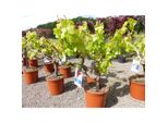 Vitis Vinifera kernlos rote & helle Trauben Weinstock, knorrige Weinrebe, Weintraube