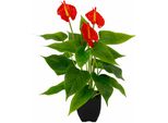Kunstblume I.Ge.A. "Anthuriumpflanze", Rot, B:20Cm H:42Cm L:20Cm, Obermaterial: 80% Polyester, 20% Kunststoff, Kunstpflanzen, Anthurien Pflanze Im Topf Anthurieexotisch Flamingopflanze