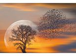 Bild VOGELSCHWARM & MOND