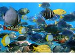 Fototapete papermoon "Fische", Bunt, B:4,5M L:2,8M, Vlies, Tapeten