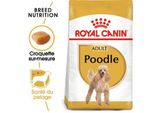 Royal Canin Caniche Adulte Croquettes Chien 1,5 Kg