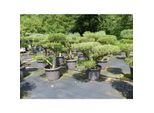 Olivenbaum Olea Europaea Als Pon Pon Angebot 130 - 180 Cm Bonsai FormgehöLz Gartenbonsai Formschnitt Winterhart