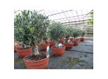 Olivenbaum Bonsai FormgehöLz, Olive Winterhart, Olea Europaea 50 - 60 Cm