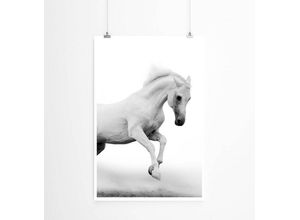 Sinus Art Poster 60x90cm Tierfotografie Poster Weißer Araberhengst bei Nebel
