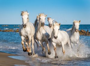 Papermoon Fototapete Camargue Horses, glatt, bunt