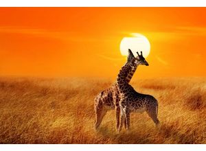 Papermoon Fototapete Giraffes against Sunset, glatt, bunt