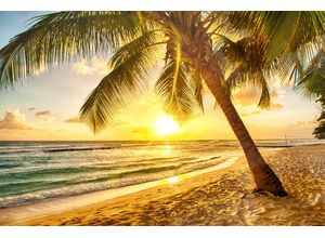 Papermoon Fototapete Barbados Palm Beach, glatt, bunt