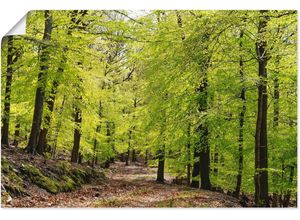 Artland Wandbild Die Buchen im Frühling, Wald (1 St), als Alubild, Outdoorbild, Leinwandbild, Poster, Wandaufkleber, grün