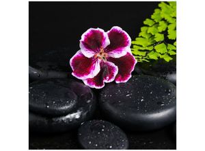 Wallario Acrylglasbild, Geranienblüte auf schwarzen Steinen