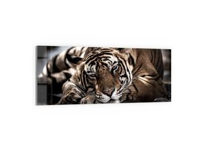 DEQORI Glasbild 'Ruhender Bengal Tiger'