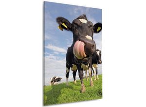 Wallario Leinwandbild, Lustige Kuh auf der Weide mit herausgestreckter Zunge