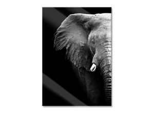 Pixxprint Glasbild Elefant Porträt