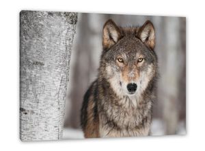Pixxprint Leinwandbild Wachsamer Wolf