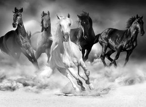Papermoon Fototapete Pferde Schwarz & Weiß, grau|schwarz|weiß