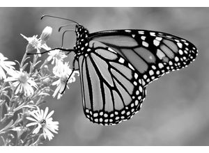 Papermoon Fototapete Schmetterling Schwarz & Weiß, grau|schwarz|weiß