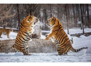 Papermoon Fototapete Kampf gegen Sibirische Tiger, bunt