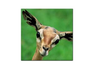 Bilderdepot24 Leinwandbild Giraffengazelle