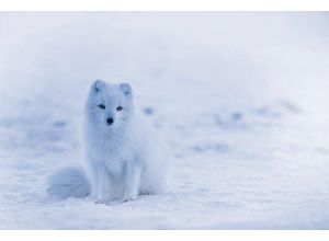 1art1 Kunstdruck Füchse - Junger Polarfuchs Welpe Im Schnee