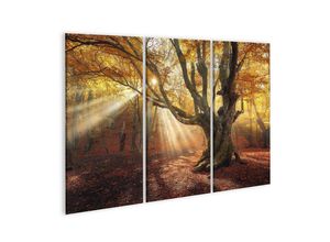 islandburner Leinwandbild Bild auf Leinwand Magischer Alter Baum Herbst Wald Nebel Sonnenstrahlen Sonnenaufgang Bunte Landschaft Nebelig Gelbes Sonnenlicht