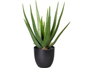 Aloe grün - kaiserkraft