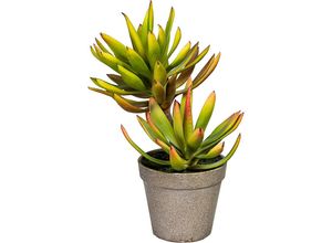 Aloe plicatilis - kaiserkraft