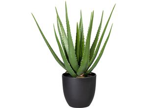 Aloe grün - kaiserkraft