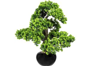 Bonsai Lärche, mit Kies - kaiserkraft