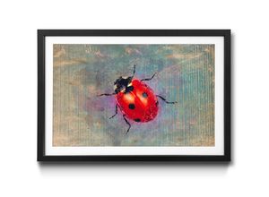 WandbilderXXL Bild mit Rahmen Ladybug